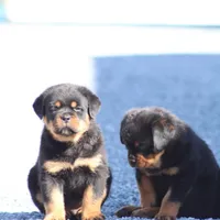 Don, a male Rottweiler for sale in Newville, PA – Photo 3 of 9