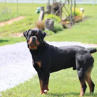 Don, a male Rottweiler for sale in Newville, PA – Photo 9 of 9
