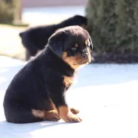 Don, a male Rottweiler for sale in Newville, PA – Photo 4 of 9