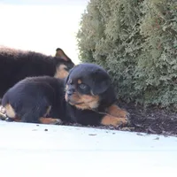 Don, a male Rottweiler for sale in Newville, PA – Photo 6 of 9