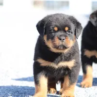 Don, a male Rottweiler for sale in Newville, PA – Photo 5 of 9