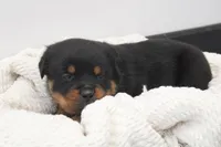 Don, a male Rottweiler for sale in Newville, PA – Photo 4 of 7
