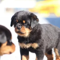 Don, a male Rottweiler for sale in Newville, PA – Photo 1 of 9