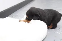 Don, a male Rottweiler for sale in Newville, PA – Photo 2 of 7