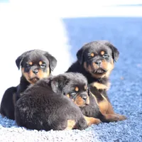 Don, a male Rottweiler for sale in Newville, PA – Photo 2 of 9