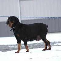 Don, a male Rottweiler for sale in Newville, PA – Photo 7 of 9