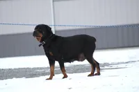 Don, a male Rottweiler for sale in Newville, PA – Photo 5 of 7