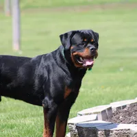 Don, a male Rottweiler for sale in Newville, PA – Photo 8 of 9