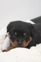 Don, a male Rottweiler for sale in Newville, PA – Photo 3 of 7