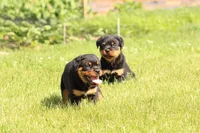 Kelly, a female Rottweiler for sale in Newville, PA – 4 of 9
