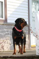 Fiona, a female Rottweiler for sale in Newville, PA – 8 of 9