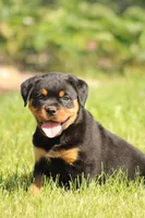Robby, a male Rottweiler for sale in Newville, PA – 4 of 6