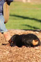 Sammy , a male Rottweiler for sale in Newville, PA – 2 of 8