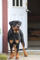 Prince, a male Rottweiler for sale in Newville, PA – 6 of 6