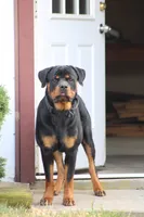 Prince, a male Rottweiler for sale in Newville, PA – 3 of 6