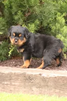 Rosco, a male Rottweiler for sale in Newville, PA – Photo 3 of 8