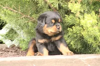 Rosco, a male Rottweiler for sale in Newville, PA – Photo 5 of 8