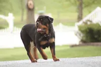 Rosco, a male Rottweiler for sale in Newville, PA – Photo 8 of 8