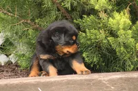 Rosco, a male Rottweiler for sale in Newville, PA – Photo 4 of 8