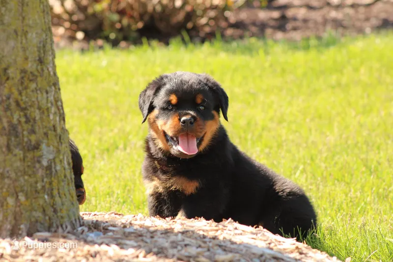 Rosco – Rottweiler puppy for sale in Newville, PA