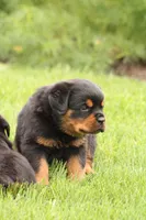 Rosco, a male Rottweiler for sale in Newville, PA – Photo 2 of 8