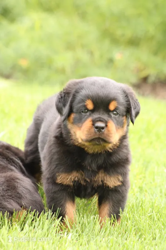 Rosco, a male Rottweiler for sale in Newville, PA – Photo 1 of 8