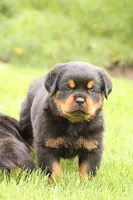 Rosco, a male Rottweiler for sale in Newville, PA – Photo 1 of 8