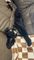 Bandit, a male Cocker Spaniel for sale in Seymour, TN – 1 of 3