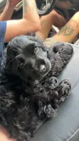 Bandit, a male Cocker Spaniel for sale in Seymour, TN – 2 of 3