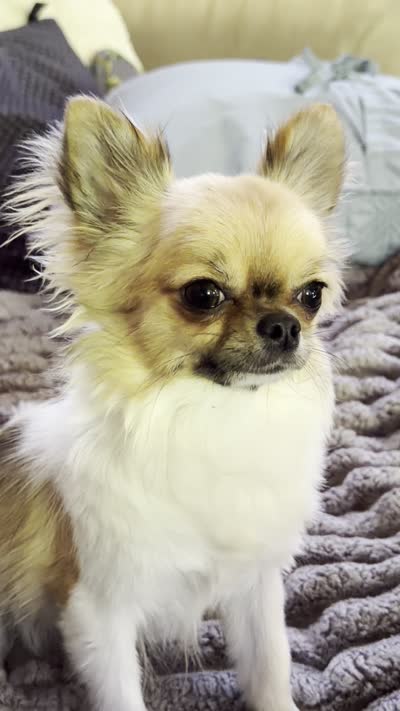 Rockstar-Martini, a female Chihuahua for sale in Albuquerque, NM – 4 of 9