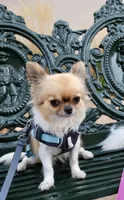 Rockstar-Martini, a female Chihuahua for sale in Albuquerque, NM – 5 of 9