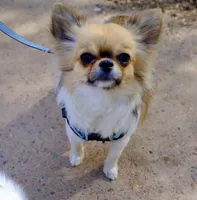 Rockstar-Martini, a female Chihuahua for sale in Albuquerque, NM – 2 of 9