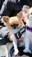 Rockstar-Martini, a female Chihuahua for sale in Albuquerque, NM – 6 of 9