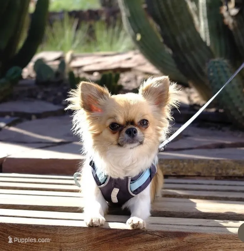 Rockstar-Martini – Chihuahua puppy for sale in Albuquerque, NM