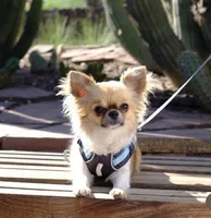 Rockstar-Martini, a female Chihuahua for sale in Albuquerque, NM – 1 of 9