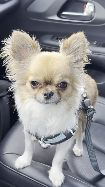 Rockstar-Martini, a female Chihuahua for sale in Albuquerque, NM – 7 of 9