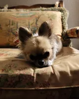 Rockstar-Martini, a female Chihuahua for sale in Albuquerque, NM – 8 of 9