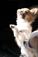Rockstar-Martini, a female Chihuahua for sale in Albuquerque, NM – 3 of 9
