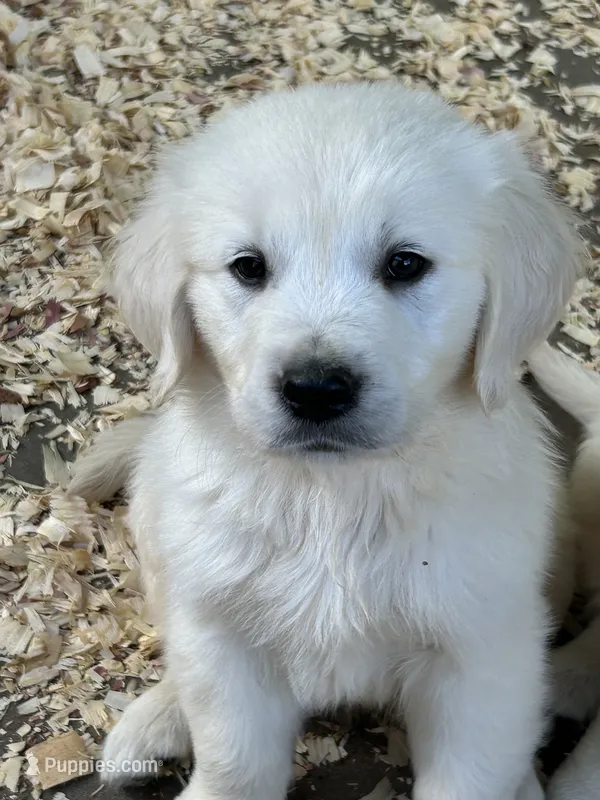 Katey – English Cream Golden Retriever puppy for sale in Carrsville, VA