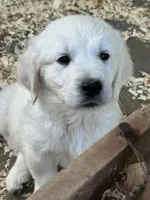 Jazzmine, a female Golden Retriever for sale in Carrsville, VA – 6 of 6
