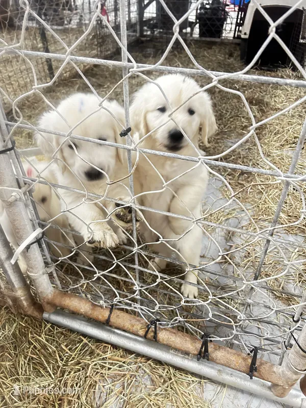 Sophie – Golden Retriever puppy for sale in Carrsville, VA