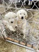 Sophie, a female Golden Retriever for sale in Carrsville, VA – 1 of 1