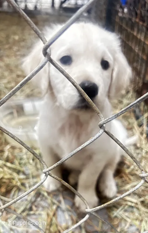 Elsa – Golden Retriever puppy for sale in Carrsville, VA