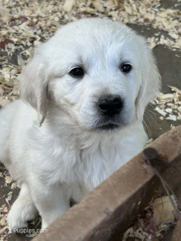 Belle – English Cream Golden Retriever puppy for sale in Carrsville, VA
