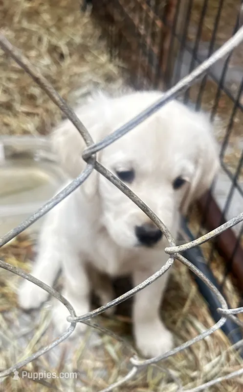 Katey – English Cream Golden Retriever puppy for sale in Carrsville, VA
