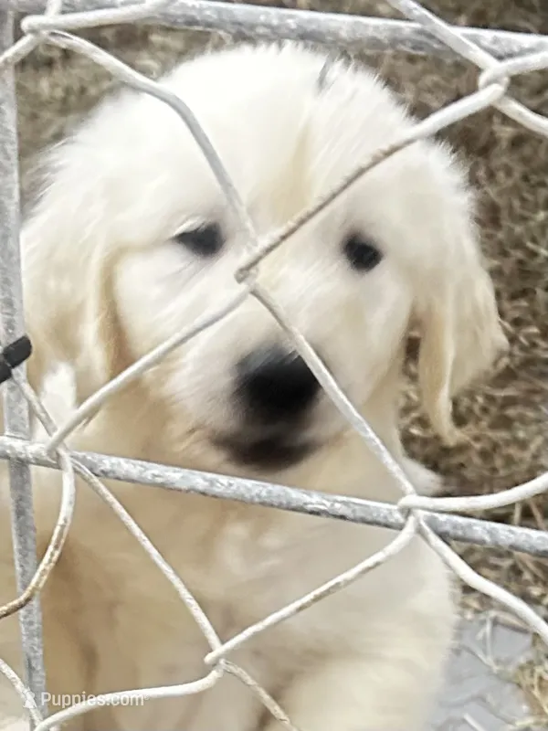 Darla – English Cream Golden Retriever puppy for sale in Carrsville, VA