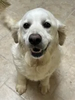 Jazzmine, a female Golden Retriever for sale in Carrsville, VA – 2 of 6
