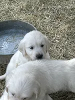 Belle, a female English Cream Golden Retriever for sale in Carrsville, VA – 3 of 7