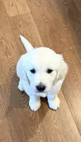 Jazzmine, a female Golden Retriever for sale in Carrsville, VA – 1 of 7