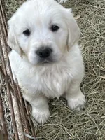 Belle, a female English Cream Golden Retriever for sale in Carrsville, VA – 5 of 7